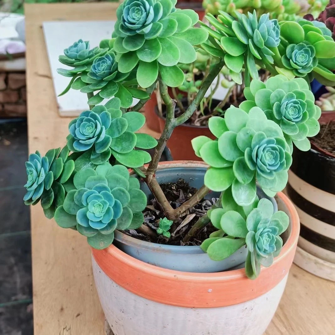 花青谷精品多肉   圆叶薄化妆