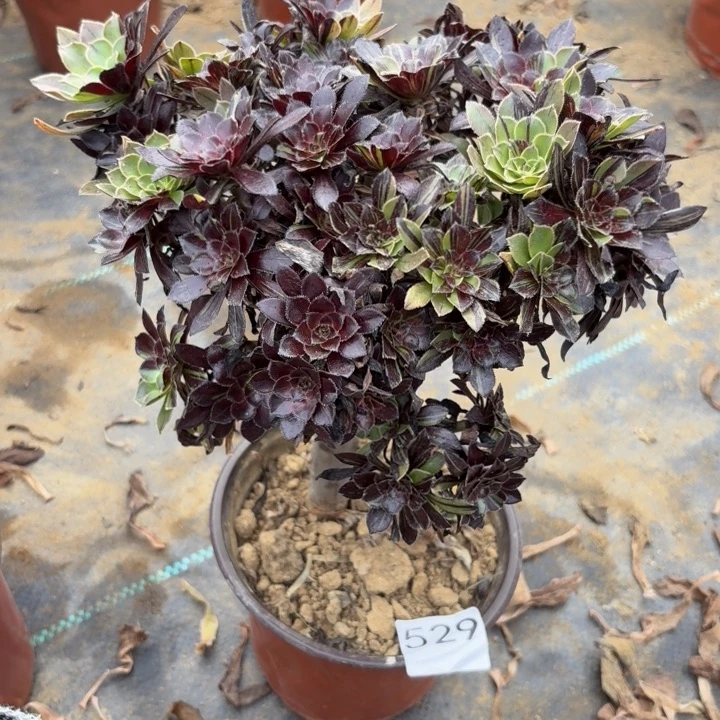 水墨丹青多肉植物不包损529瑕疵处理