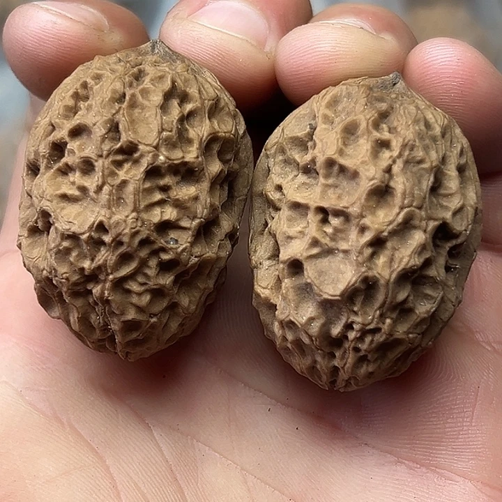 文玩核桃把件35号图腾金蟾37尺