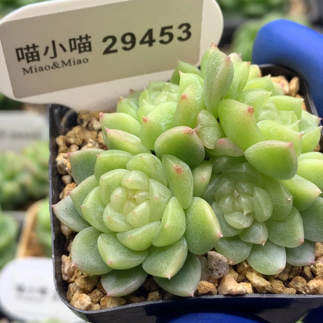 多肉植物杂交珍妮