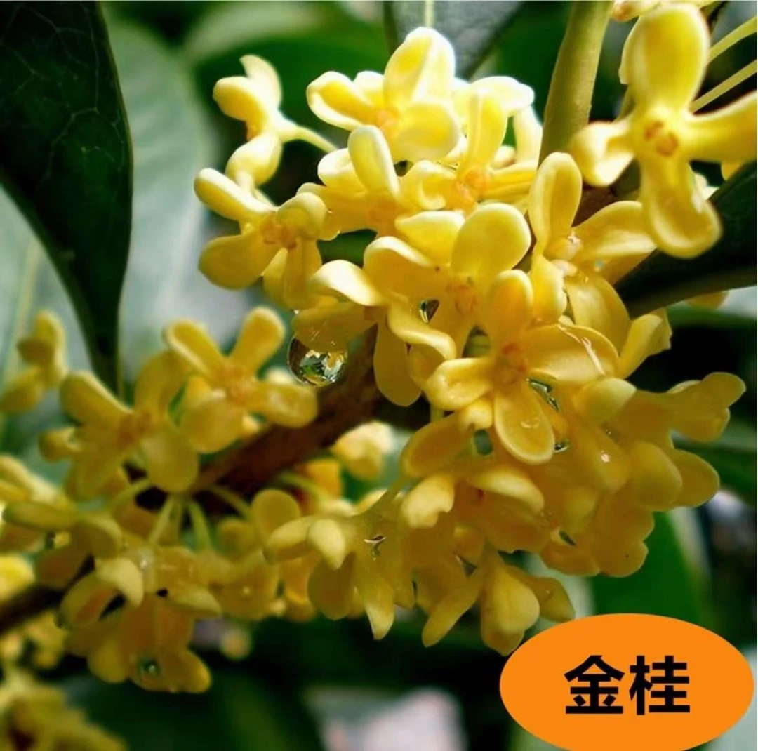 13【高杆】新金桂花树盆栽浓香型带花苞好养易活适合阳台庭院室