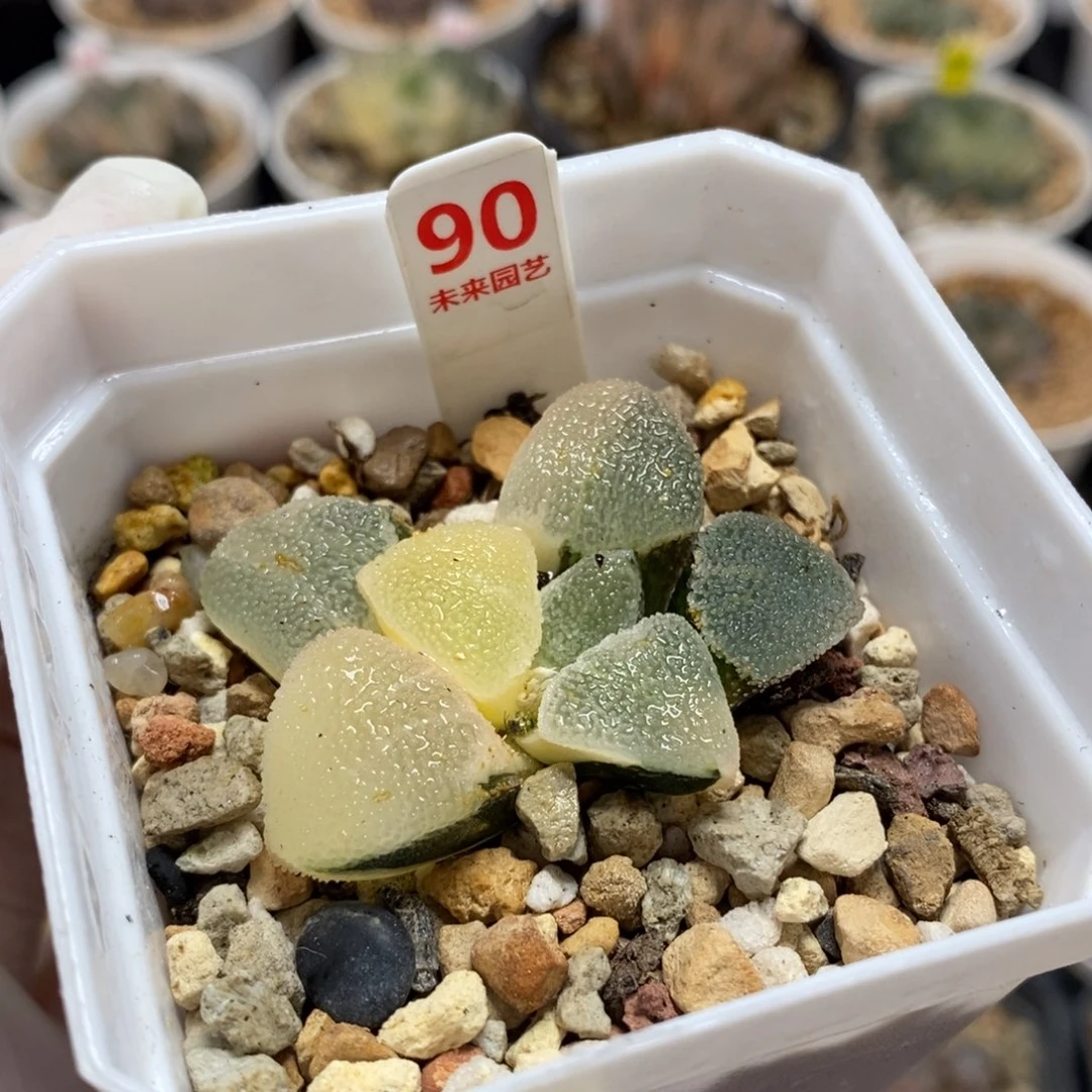 90冰钻磨面寿锦一物一图