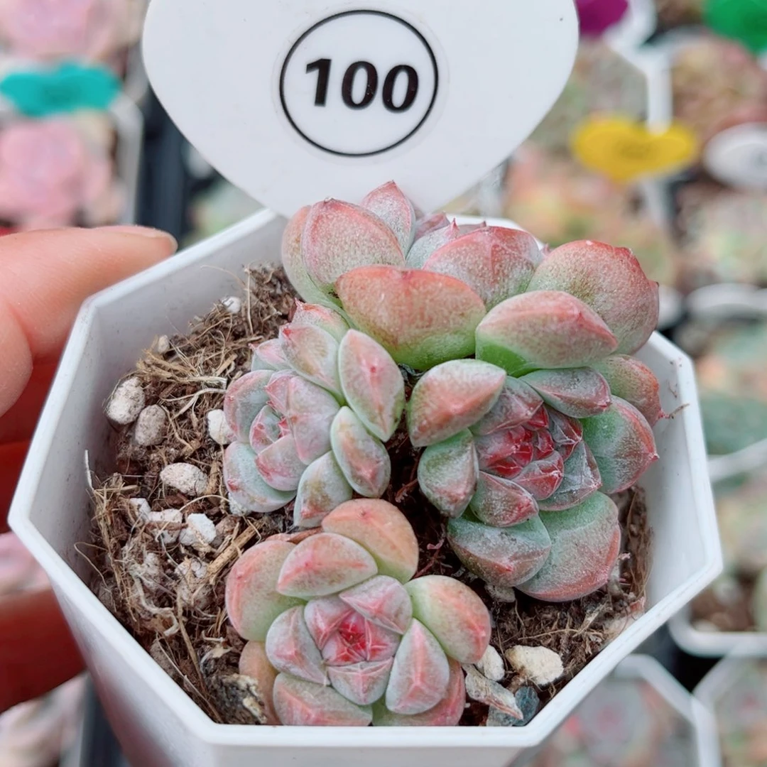 100号小老桩珍妮群