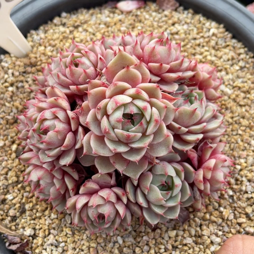 0108笨巴不带盆11厘米