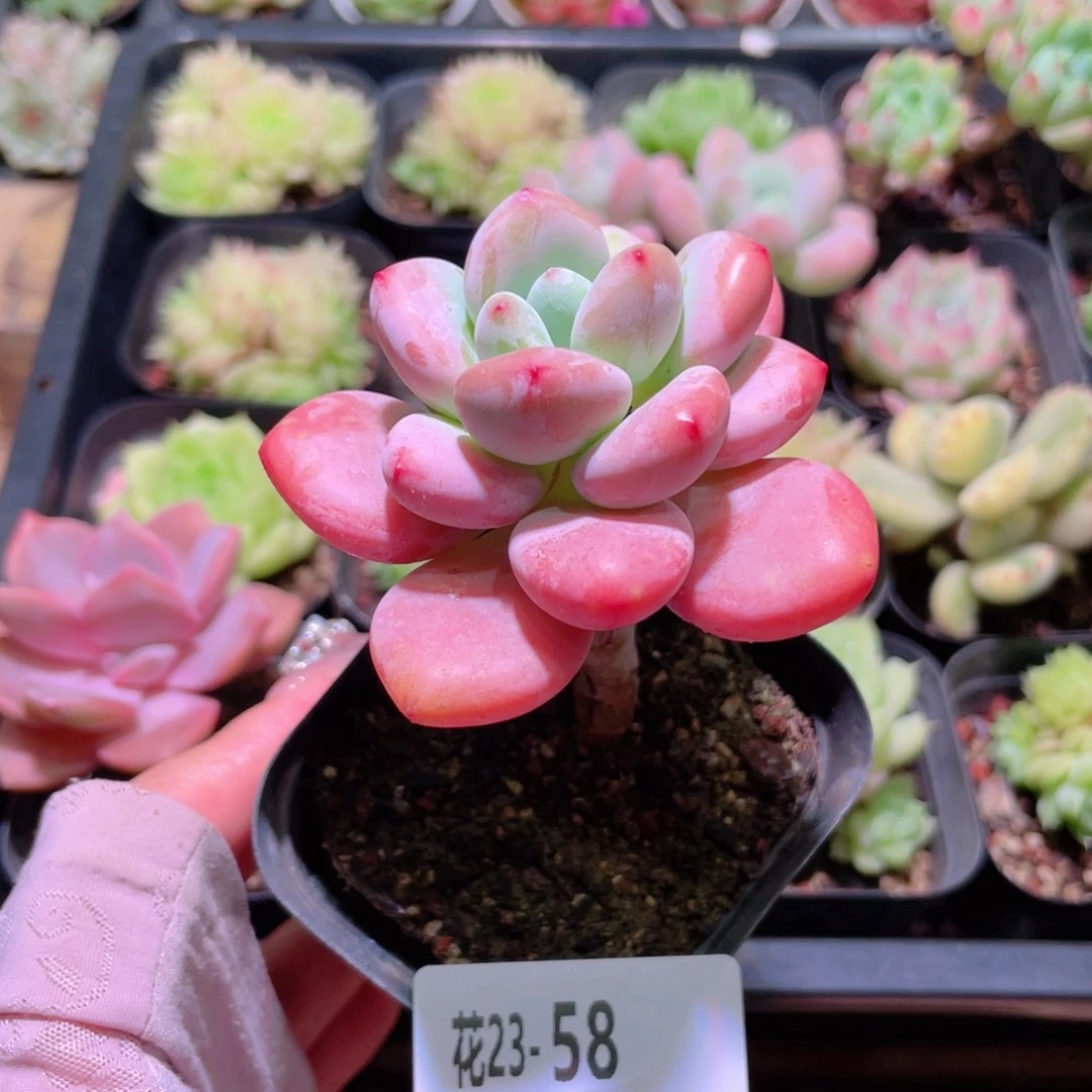 花利美23-58洛神单头