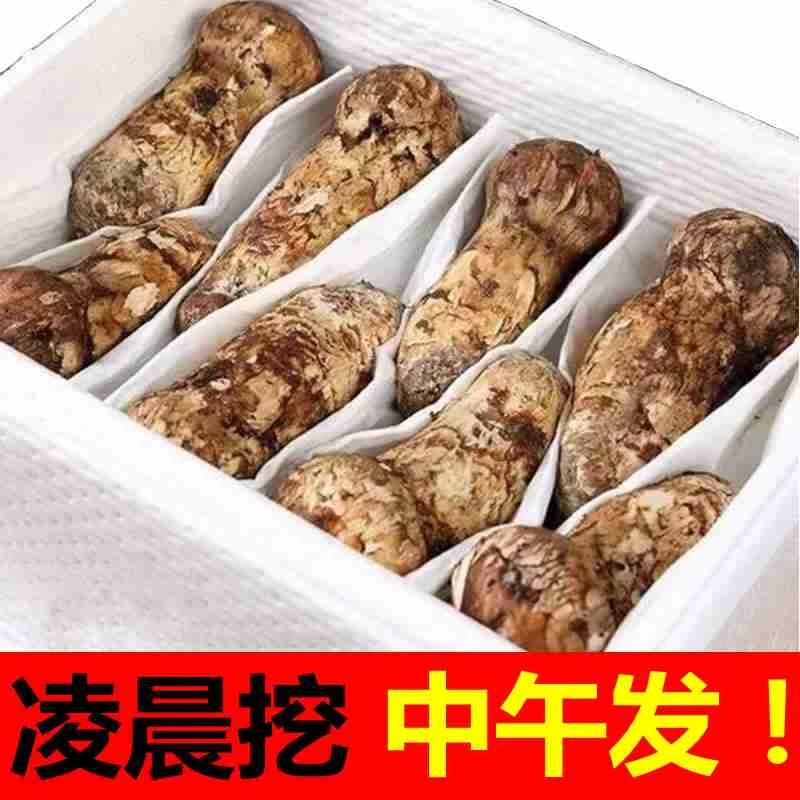 2025年云南产地直销正宗野生新鲜山松茸菌菇现货采卖直播香格里拉