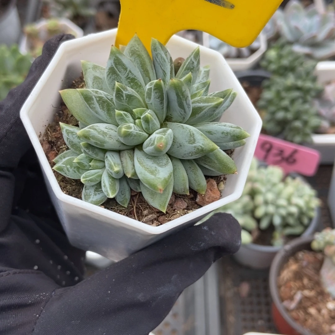 622伊丽莎白多肉植物了