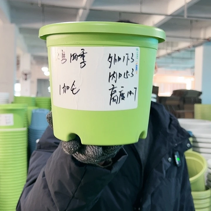 特价2号四季口17高14.7果绿无托10只