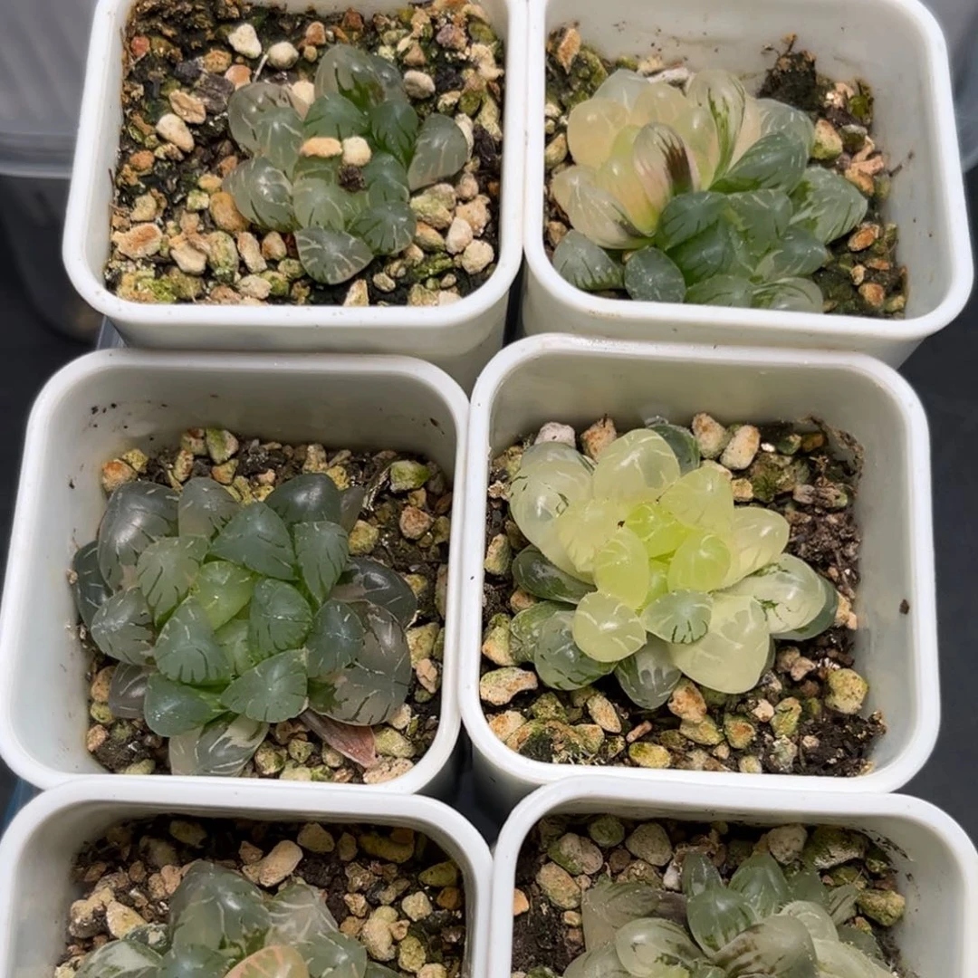 恭喜发财大吉大利1315