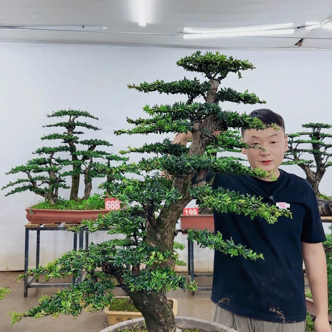 无花朵Z****8盆景造型艺术风格