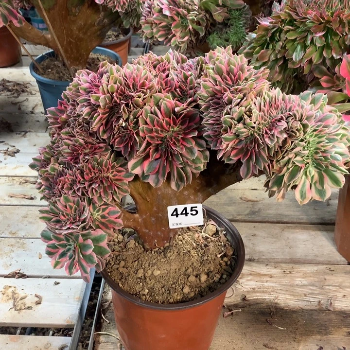 445粉女巫缀多肉法师