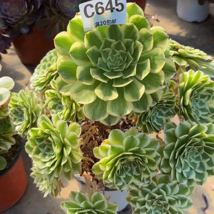 瑞妈多肉植物645