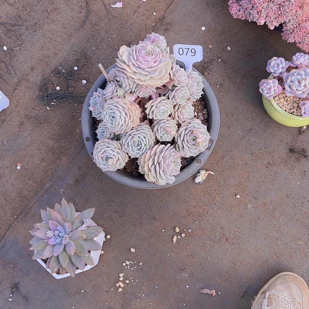 洐***?079露娜莲20不售后