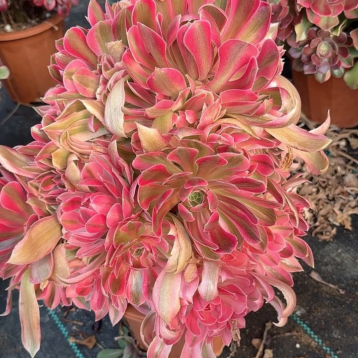 7女神多肉植物绿植