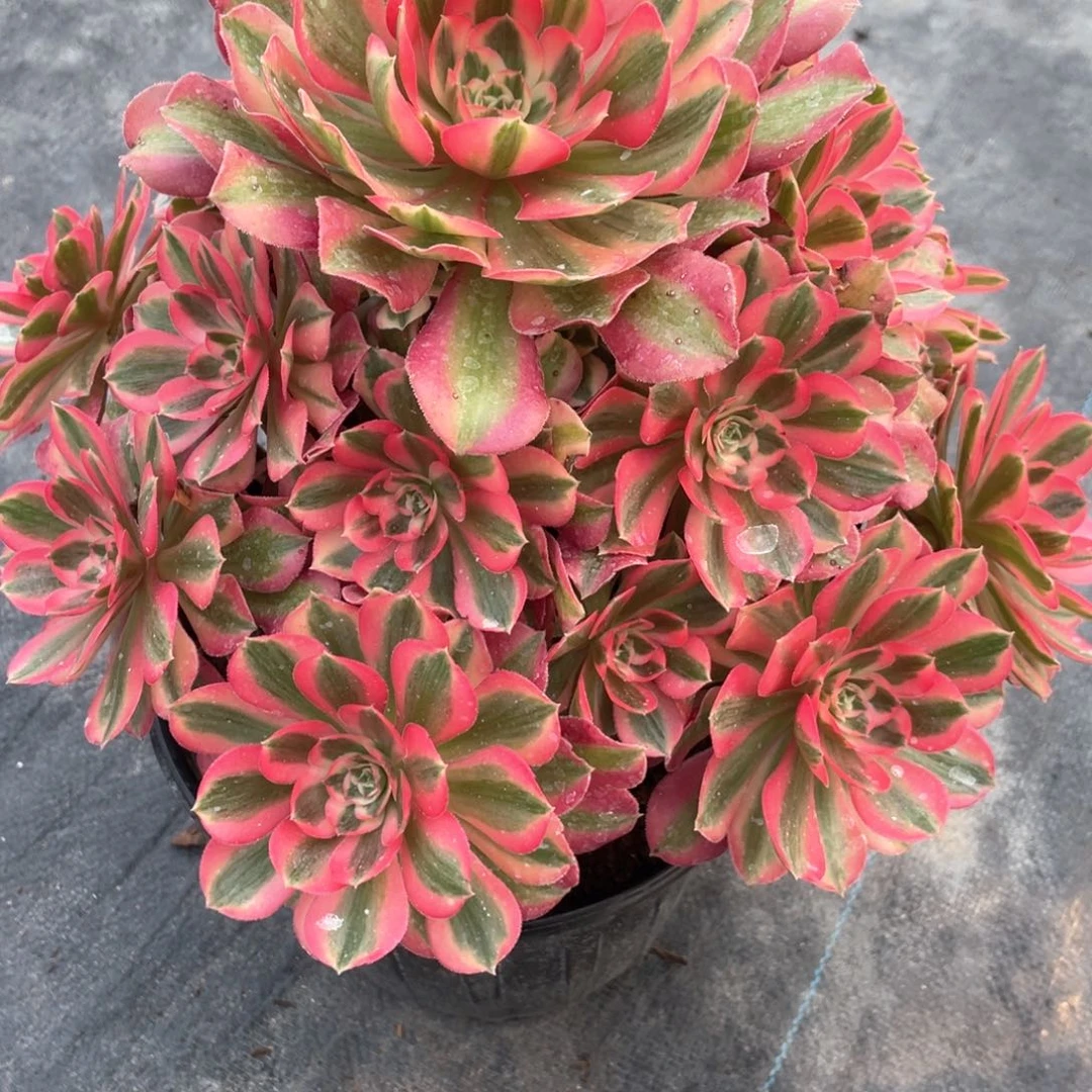 粉女巫老桩手捧118