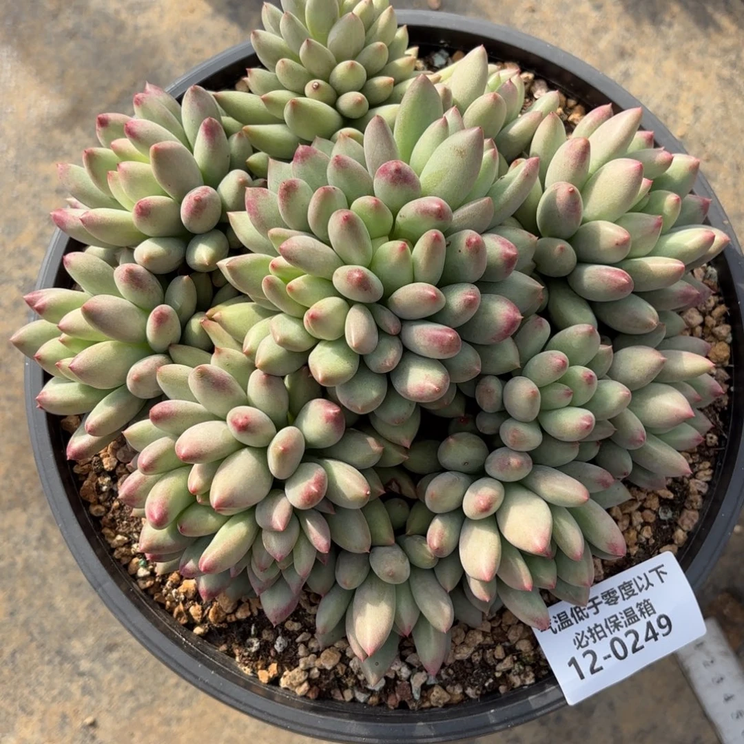 0249岩字美人多肉植物