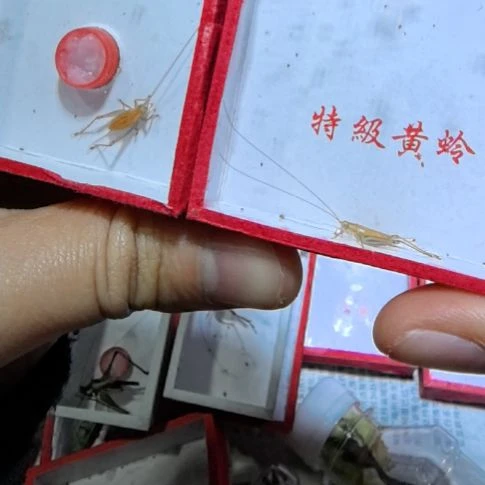 特级大黄蛉两条中短须