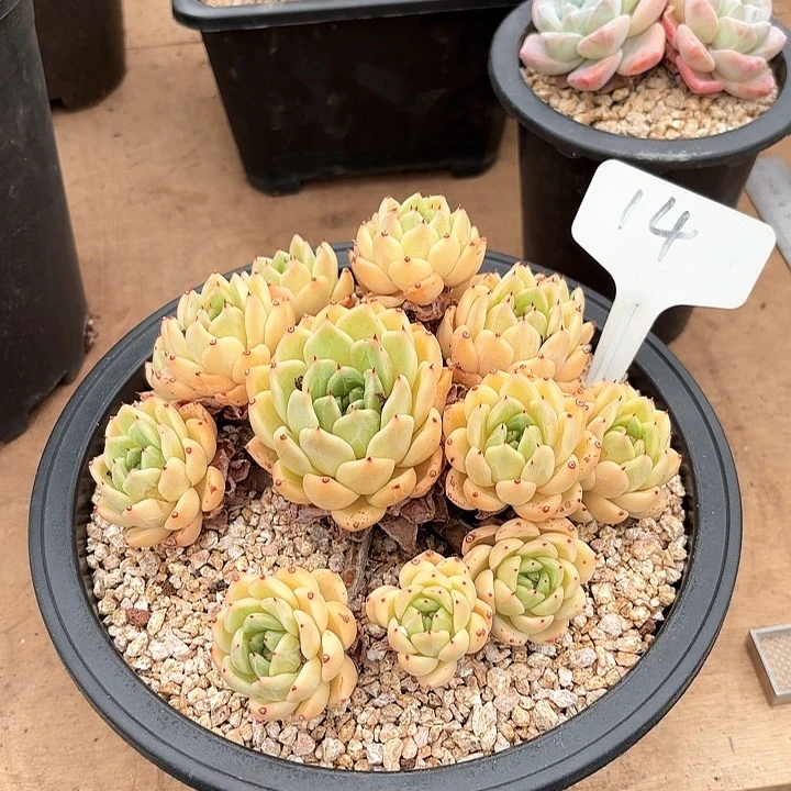 多肉植物，拉赫亚爪14号