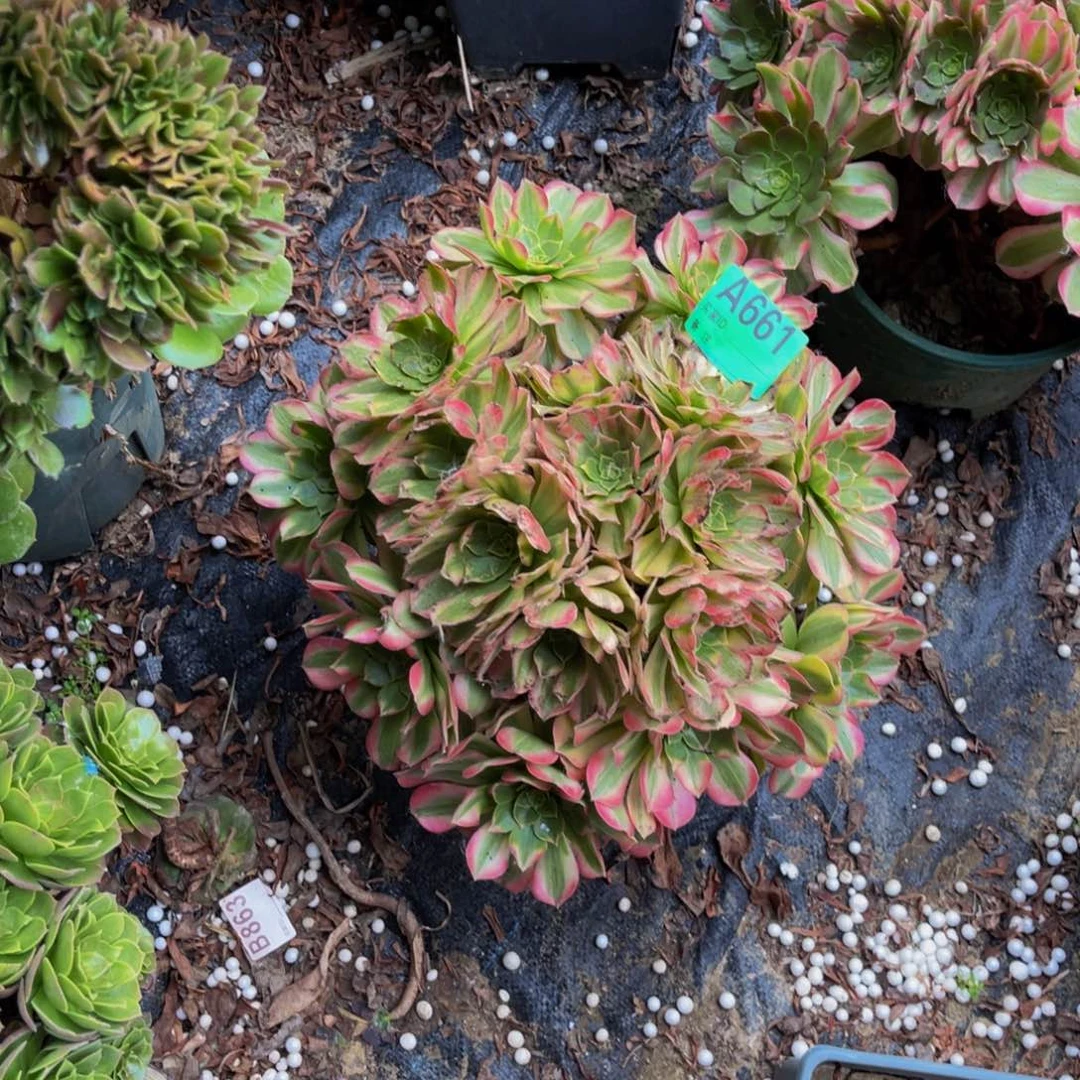 雨荷法师朵朵1-3¥