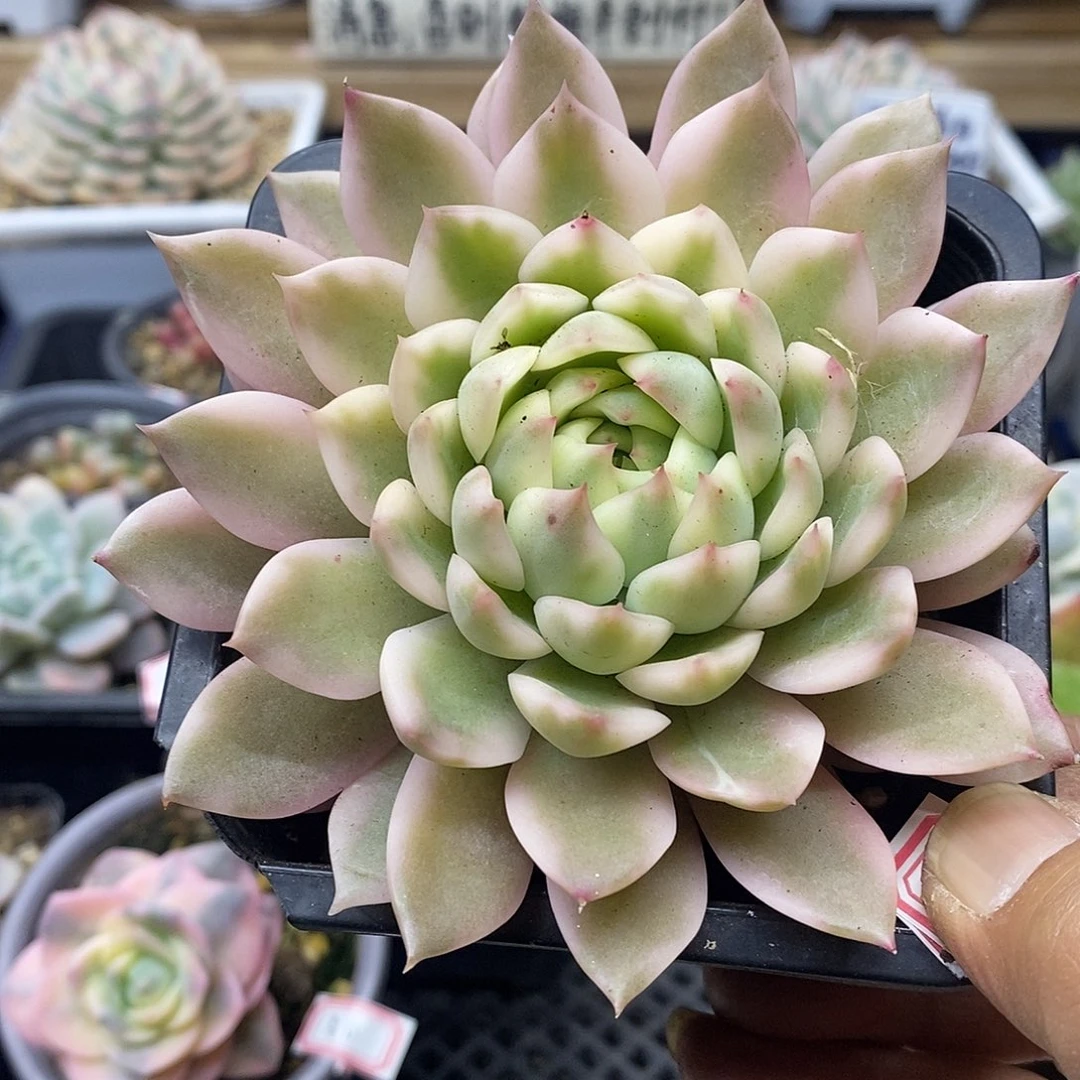0731 东云冰岛长茶白覆轮锦大单头