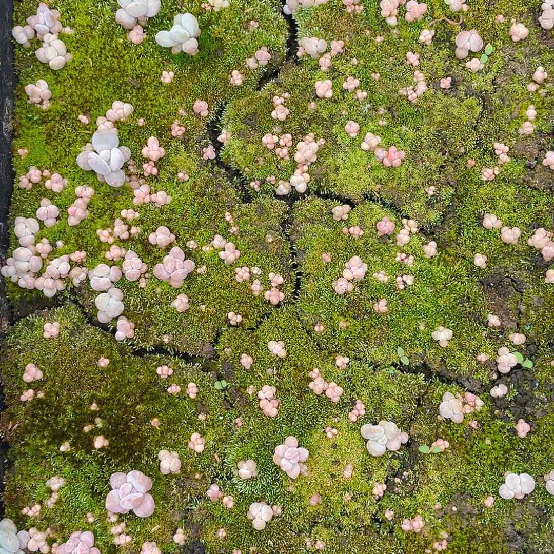 多肉植物多肉植物19