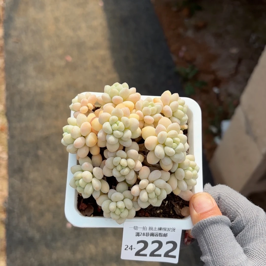 洛可可老桩多肉多肉多肉