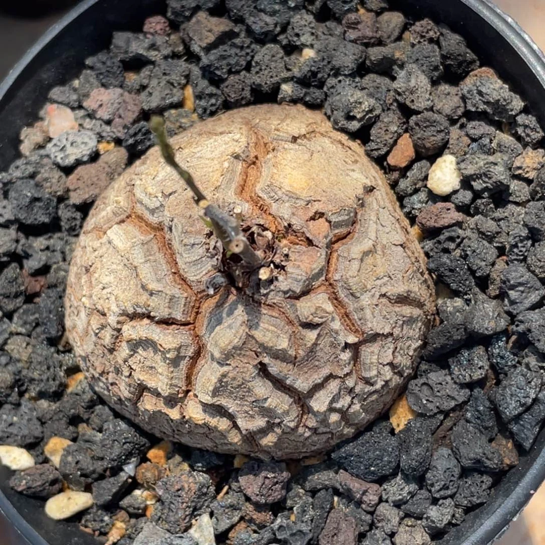 盆栽，龟甲龙5.7公分，福利