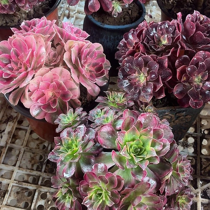 小粉女巫+小美杜莎+小安娜