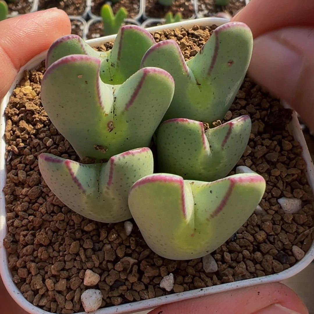 652多肉植物种类多样