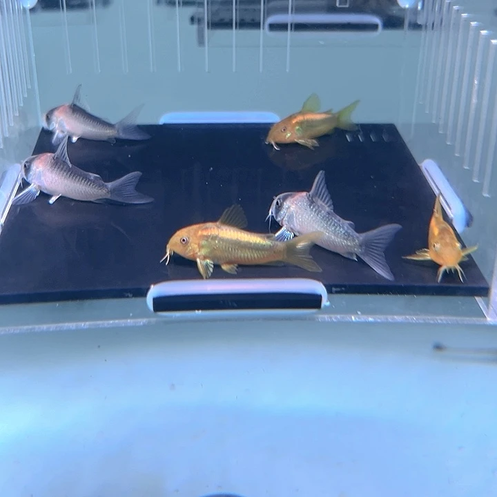 清道夫鱼金线金和黑金红头各3条尺寸3-3.5