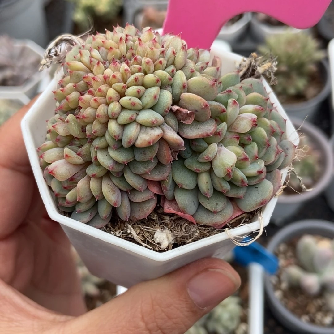 45白胖子缀多肉植物