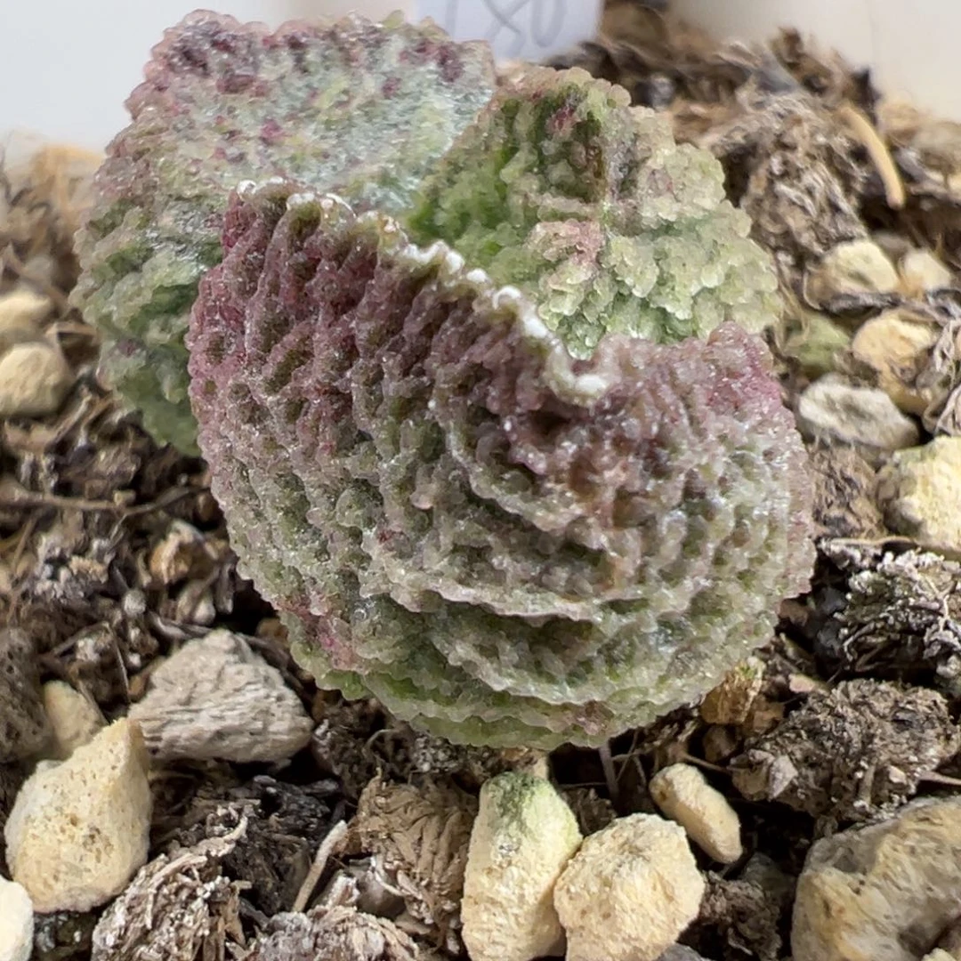 实生新品多肉植物水泡多肉植物水泡
