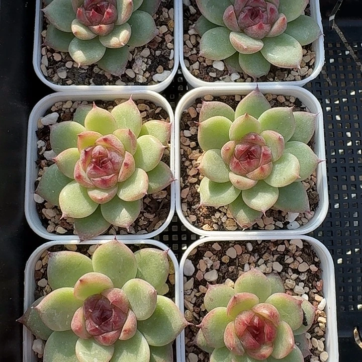 如图白方长睫毛紫晶杂随机一颗