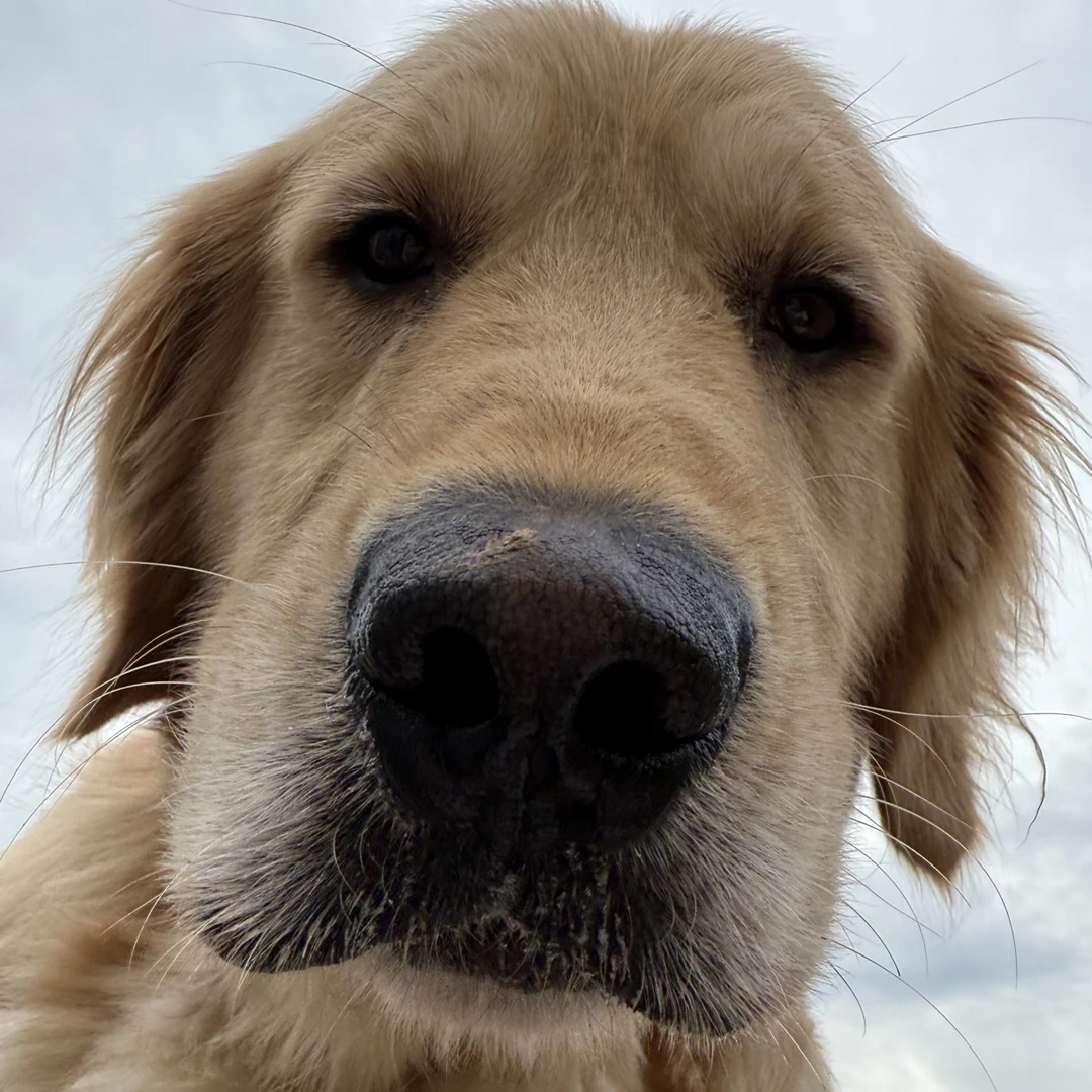 直播间专属补差价用，NO退NO换，看好尺寸下单