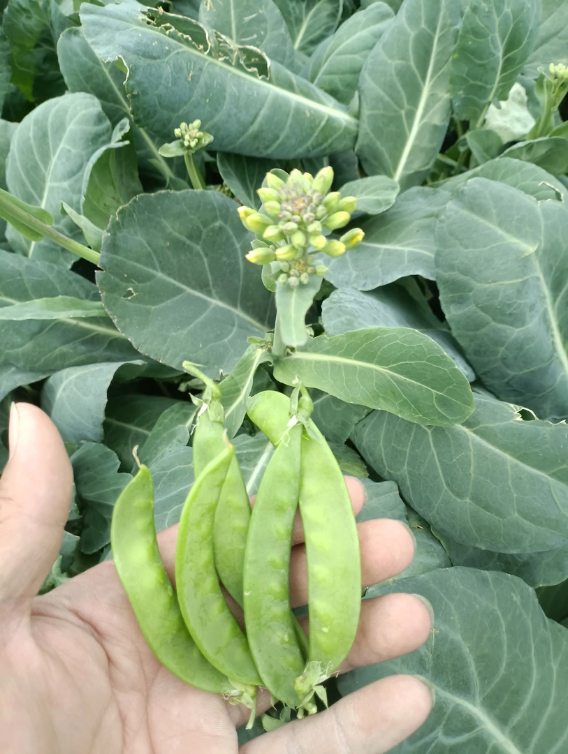 豌豆与芥兰菜混合五斤