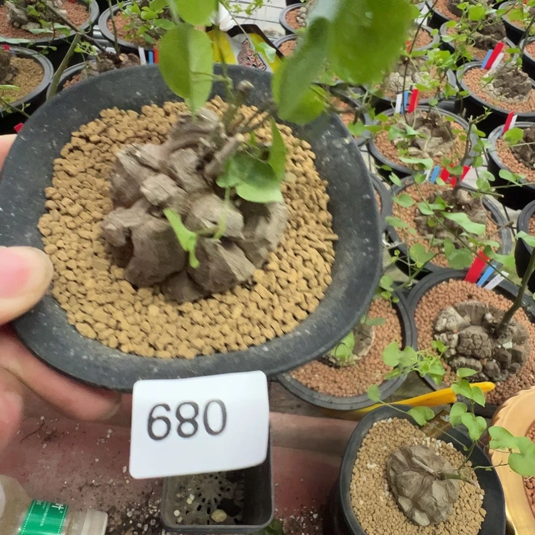 多肉植物专拍 一物一拍 南非龟甲龙680