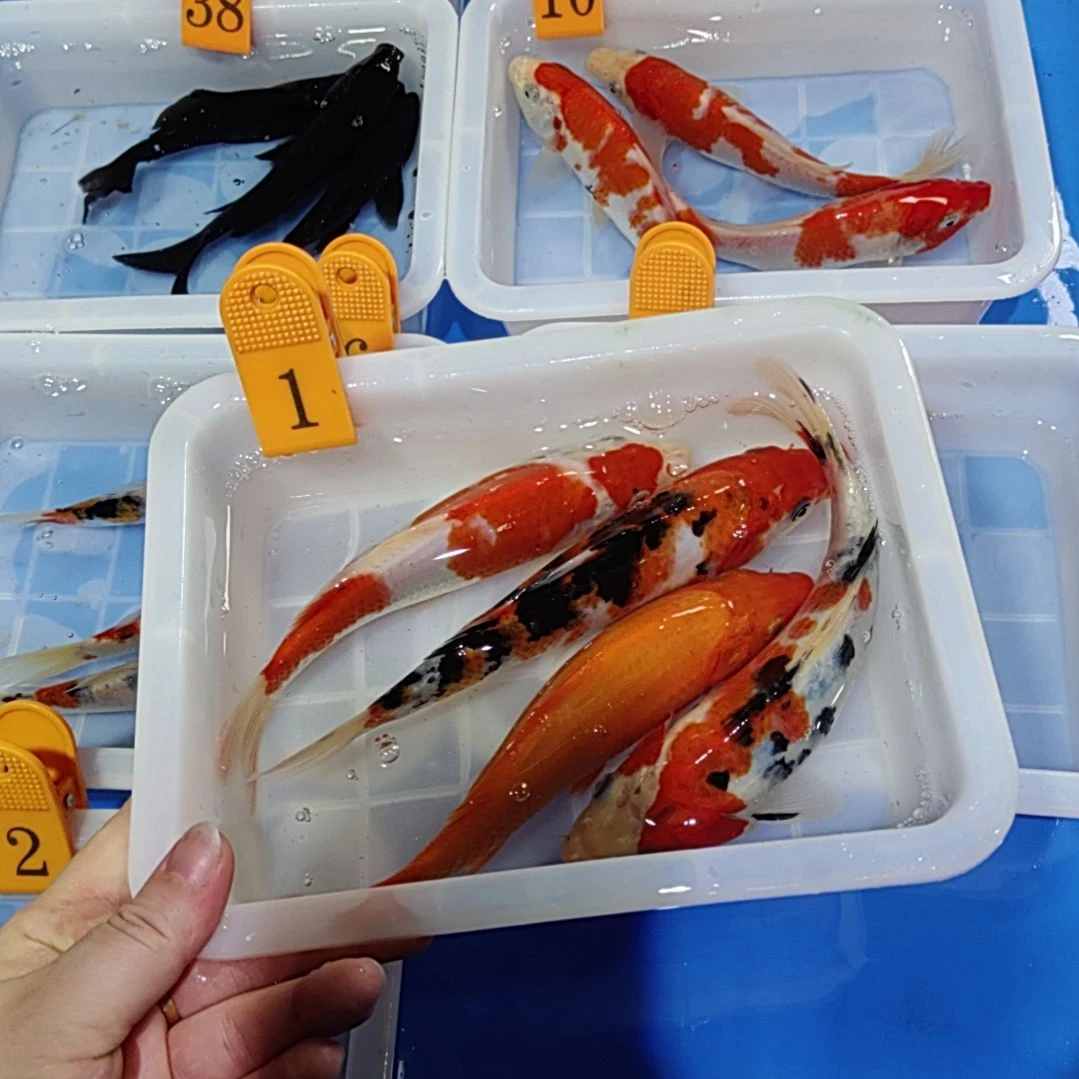 锦鲤红白三色锦鲤
