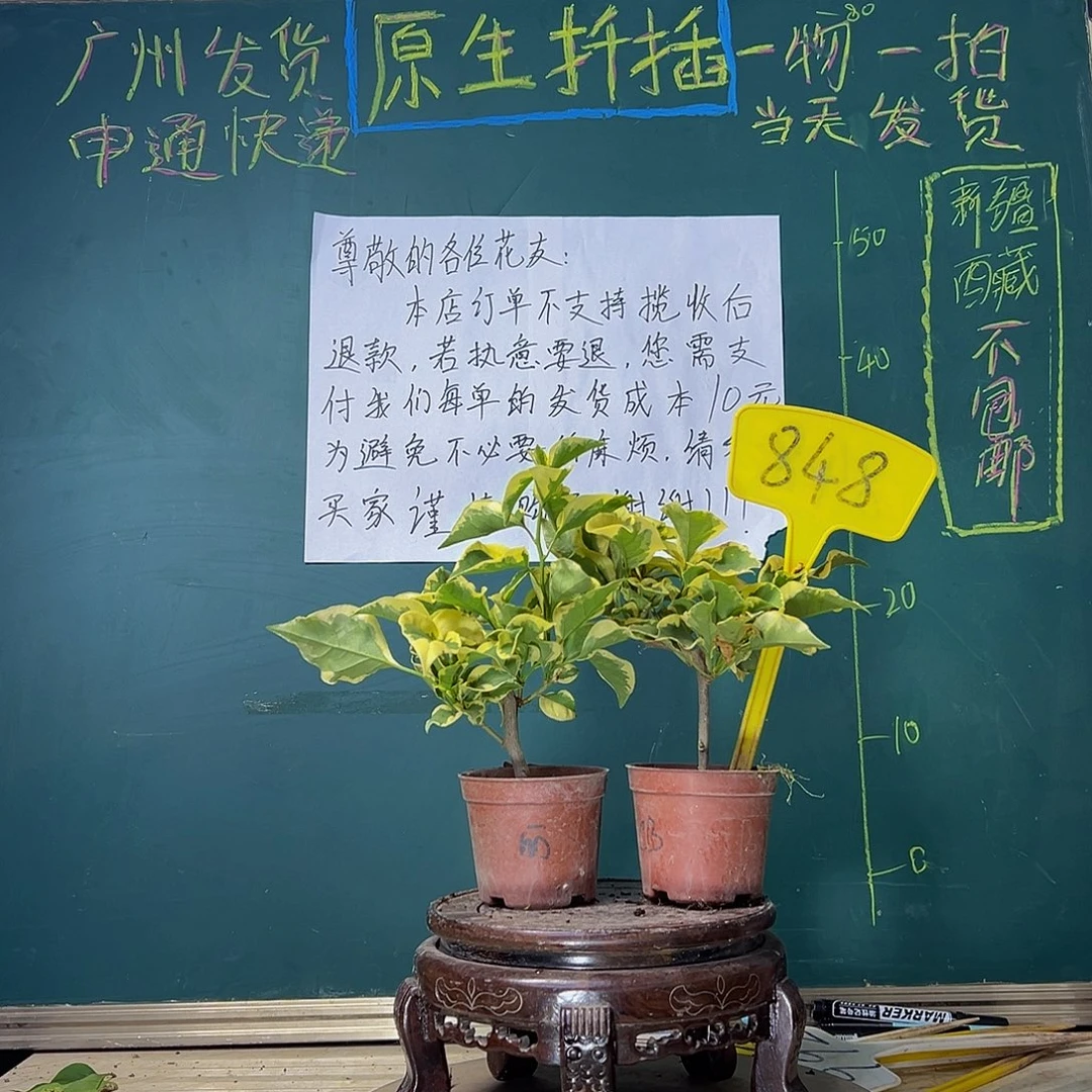 当前无花栽培后可以开花中国丽人掌中宝 橙冰掌中宝848