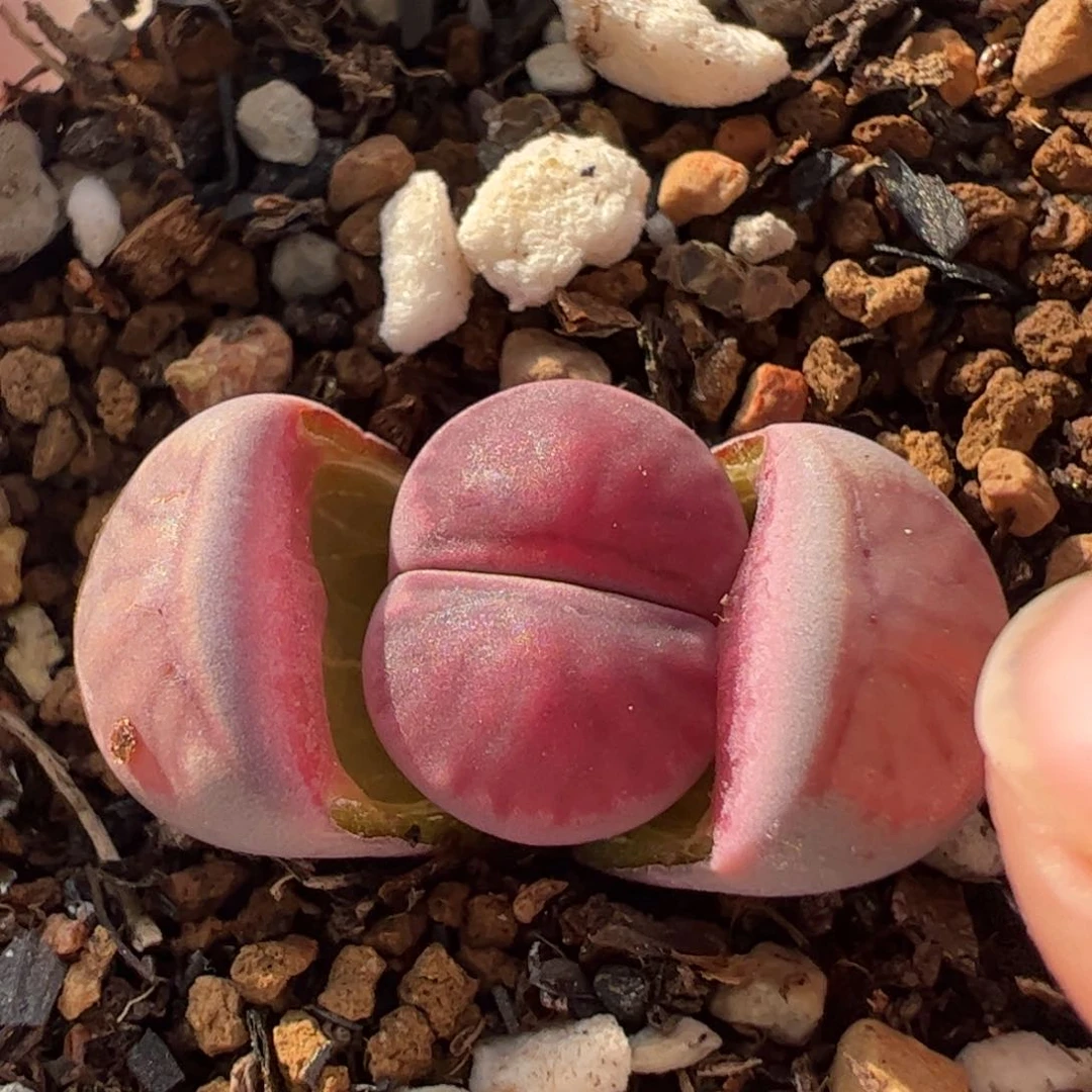 855多肉植物百科