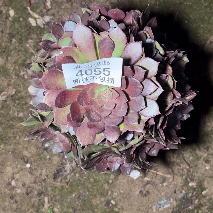 4055桃花石多肉植物