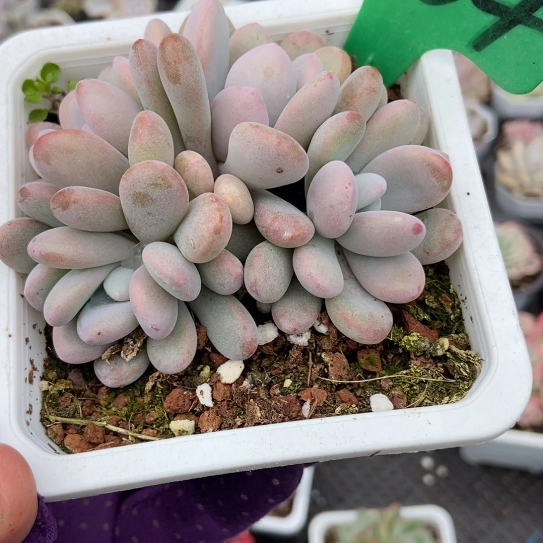 1634粉兔多肉植物386