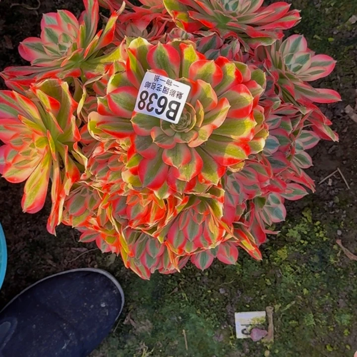 初恋花25-45包邮花花