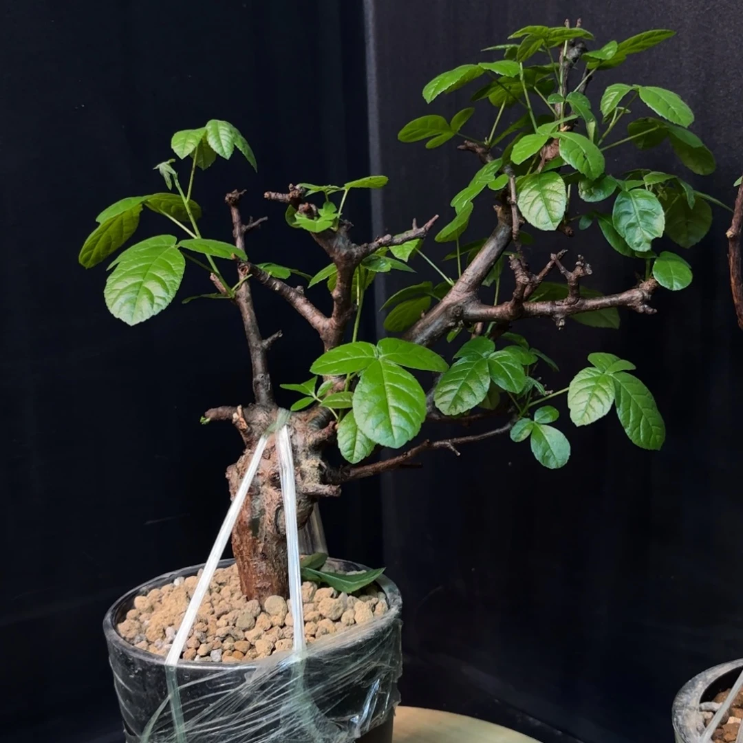 扭矩橄榄产地福利