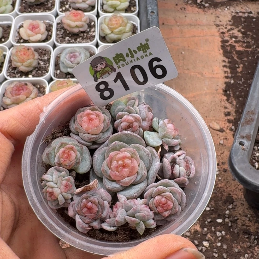 多肉植物多肉植物
