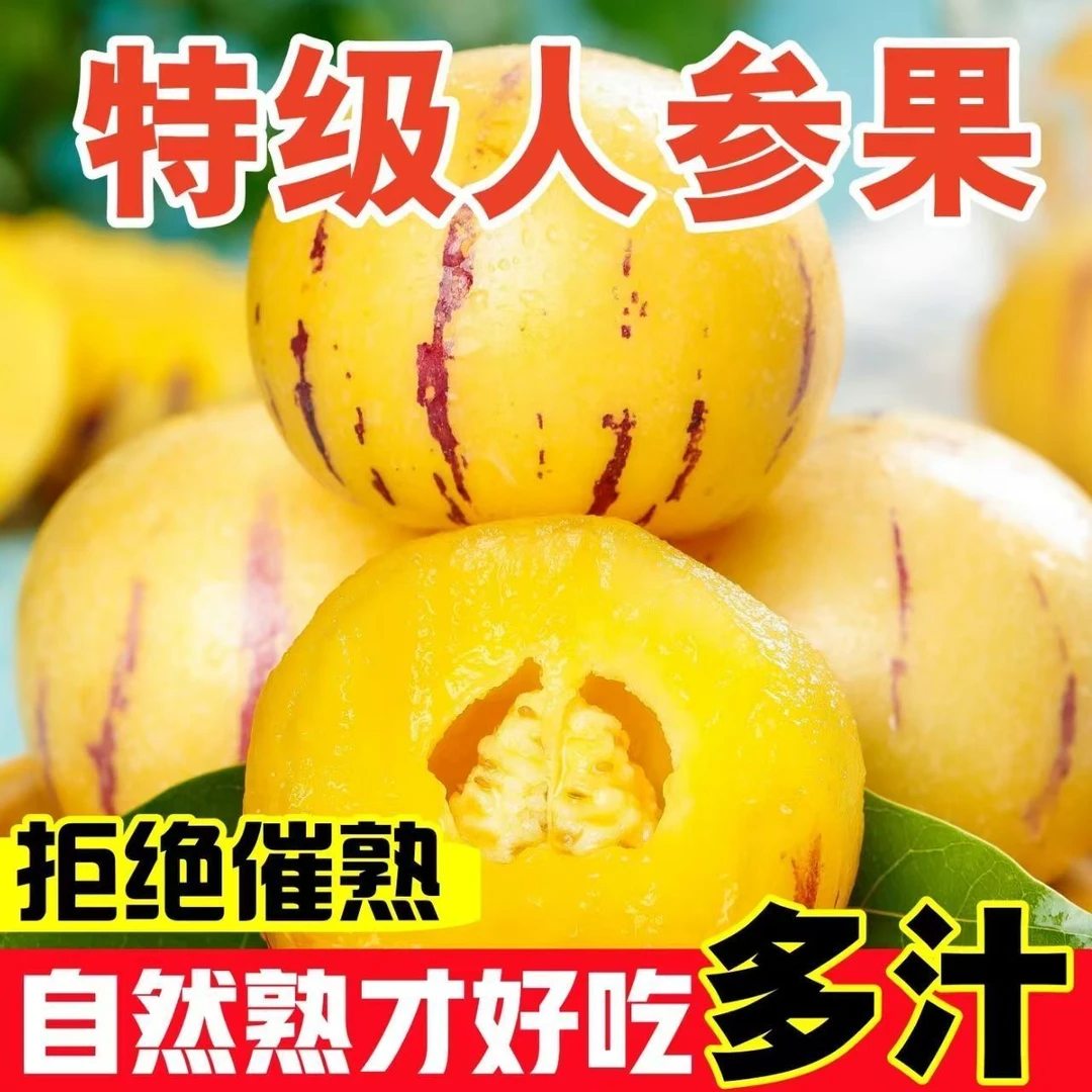 【现货-新鲜树上熟】云南正宗石林黄心圆人参果皮薄应季香甜人参果