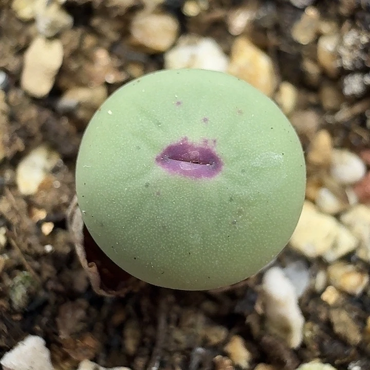 老马生石花小红嘴2315