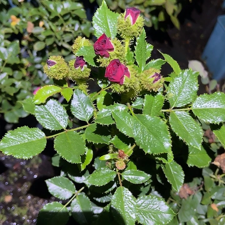 叶问自育 一加仑 可以泡茶
