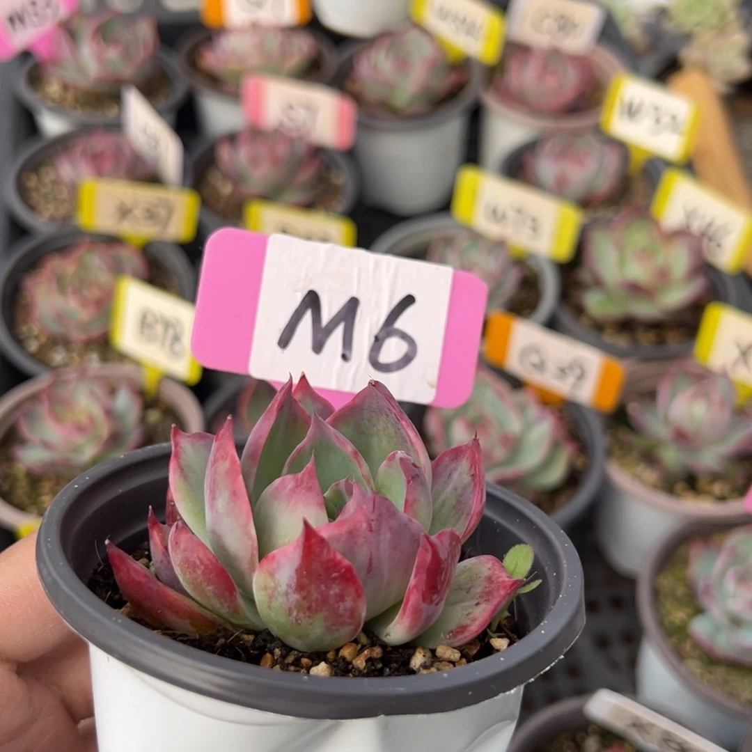 重****肉M6惊鸿单头多肉