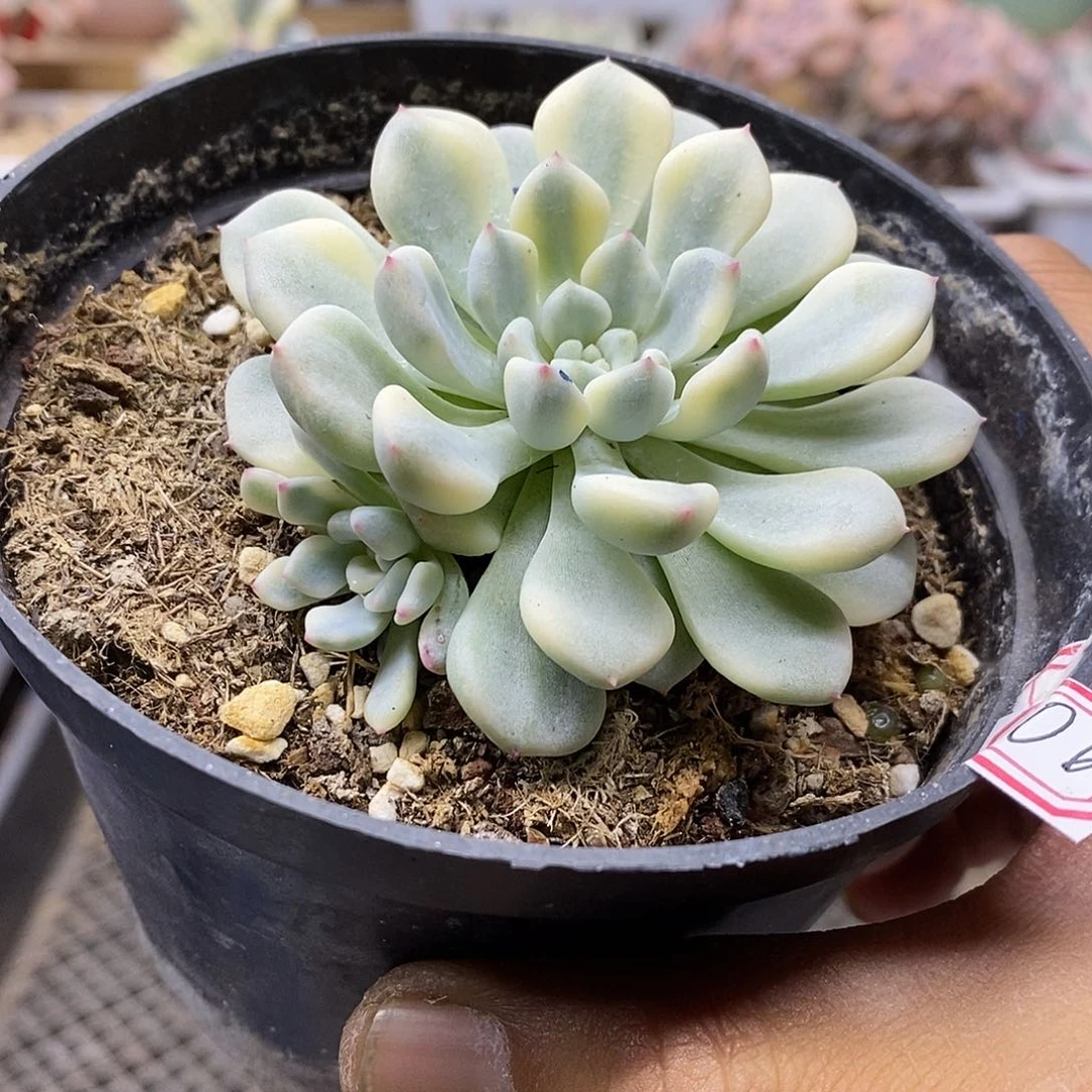 05106 橘子冰覆轮锦带崽