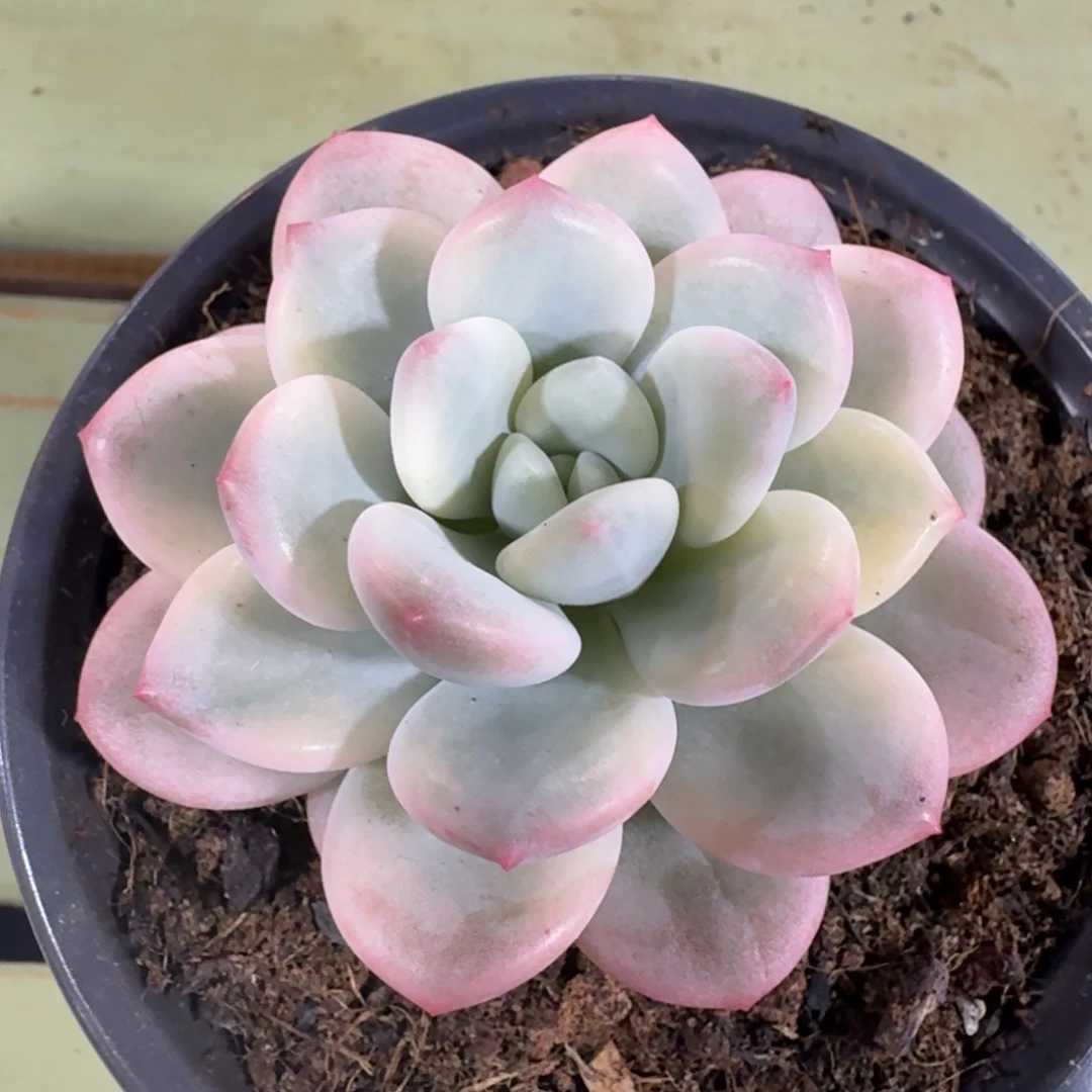 白马锦，锦上园艺一物一拍